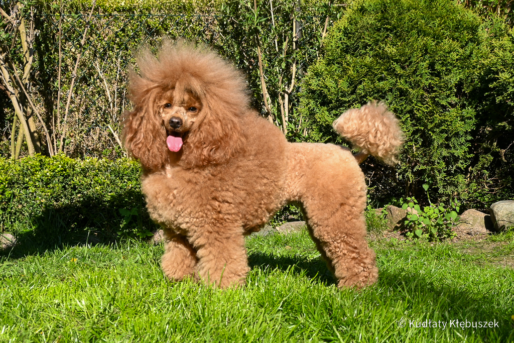 Wiola pudel miniaturowy płowy