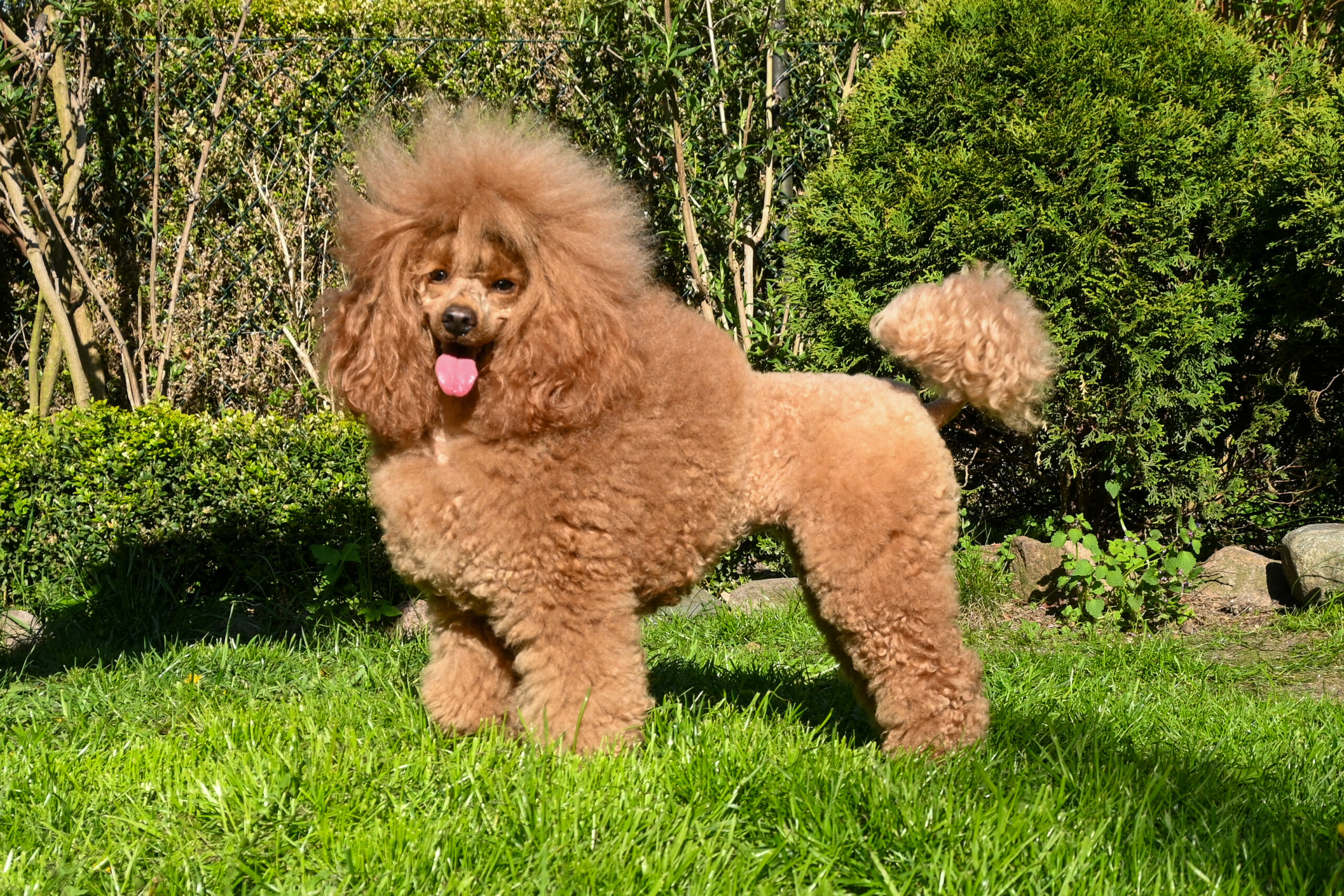 Wiola Kudłaty Kłębuszek pudel miniaturowy płowy