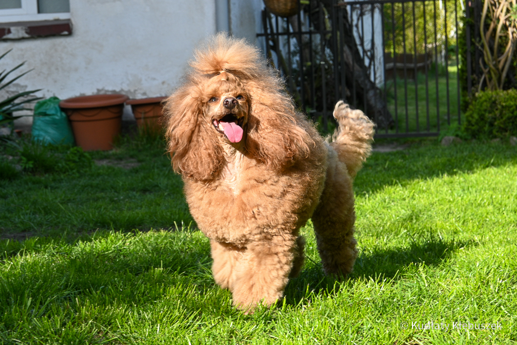 Wiola pudel miniaturowy płowy