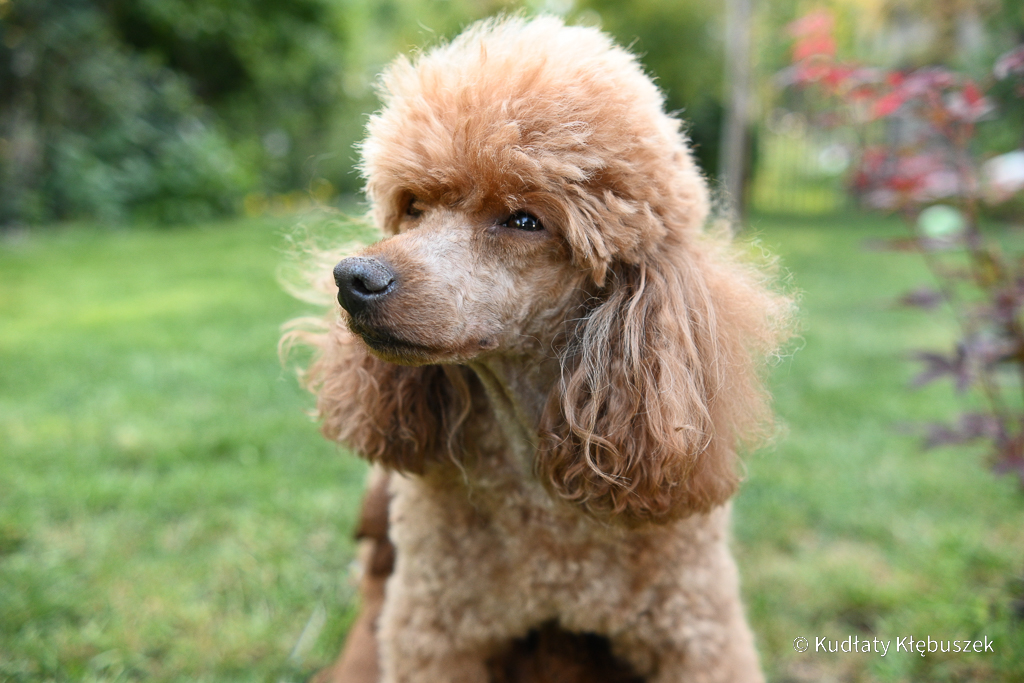 Wiola pudel miniaturowy płowy