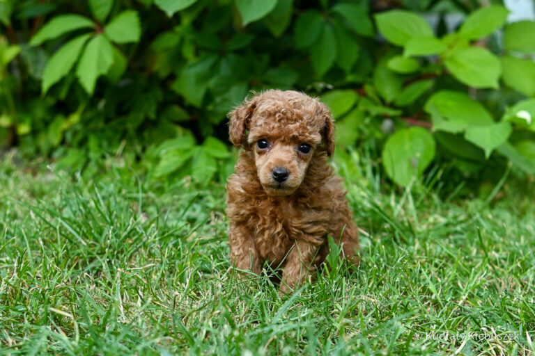 Dostępne szczenięta