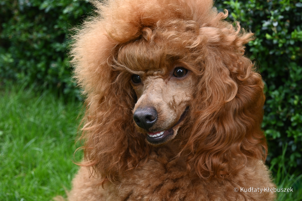 Wiola pudel miniaturowy płowy