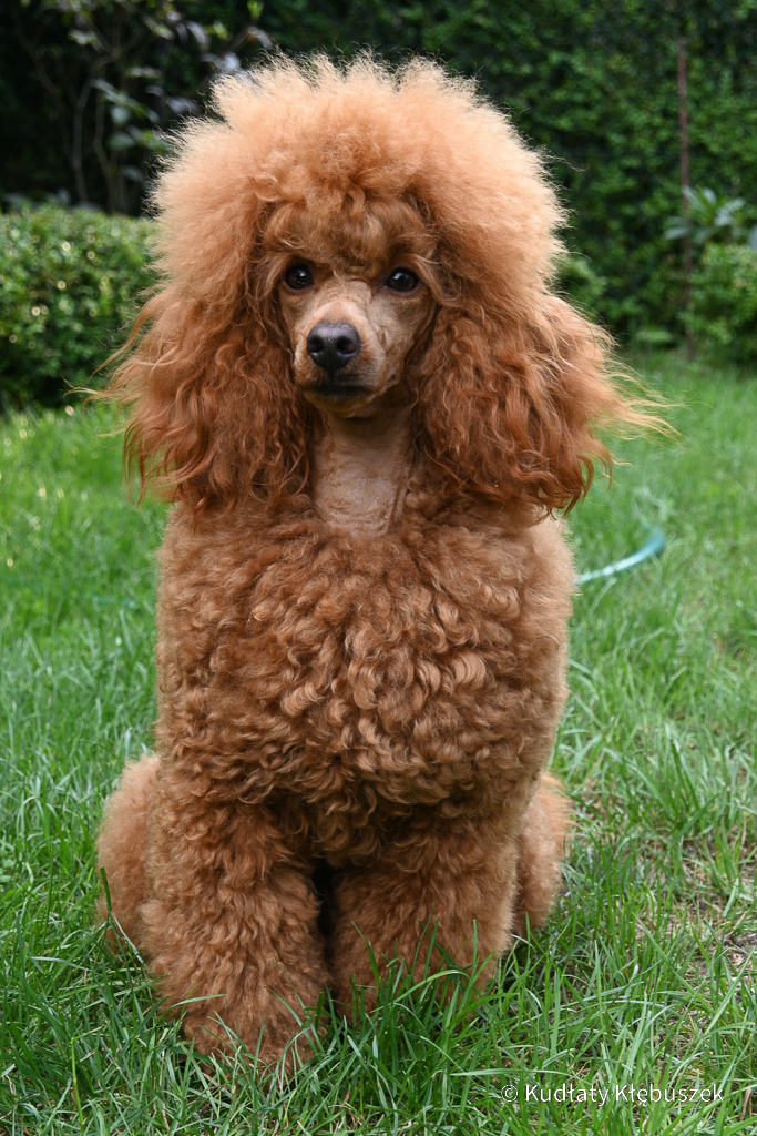 Wiola pudel miniaturowy płowy