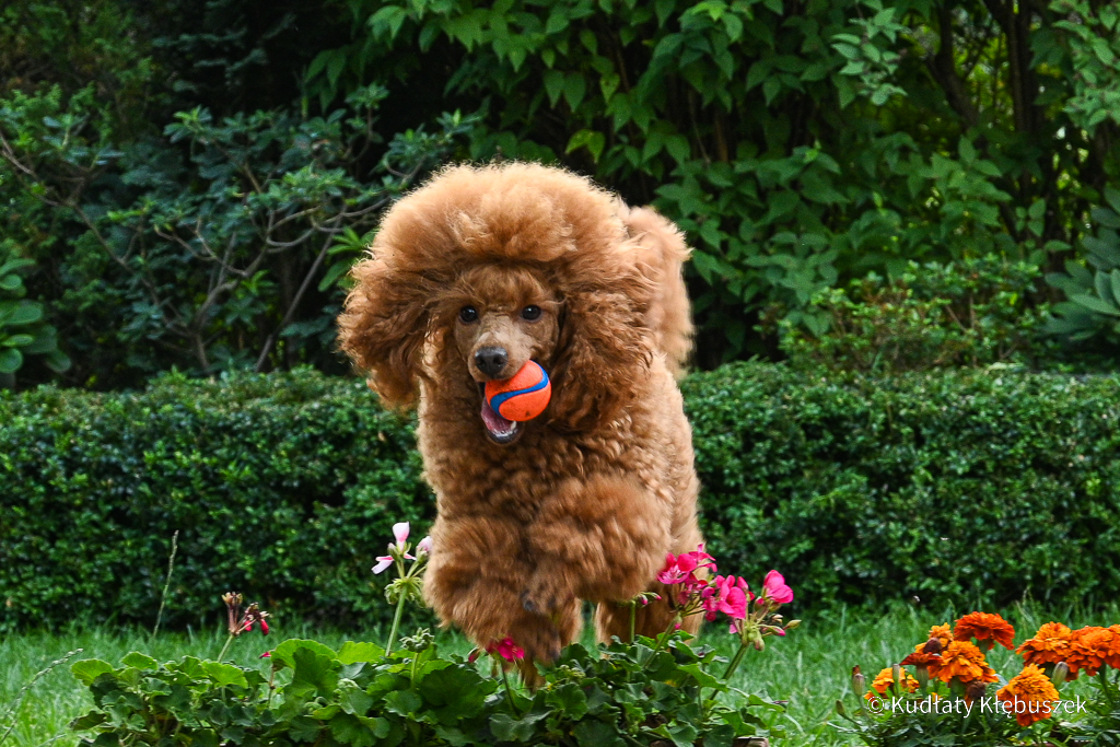 Wiola pudel miniaturowy płowy