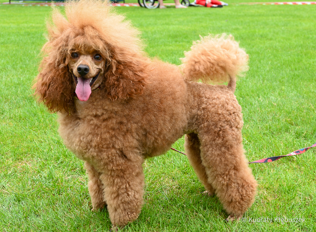 Wiola pudel miniaturowy płowy